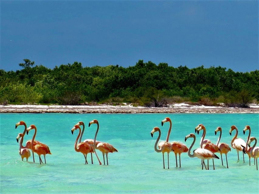 From Riviera Maya: Holbox Full-Day Tour with Lunch - What the $104 price really buys you
