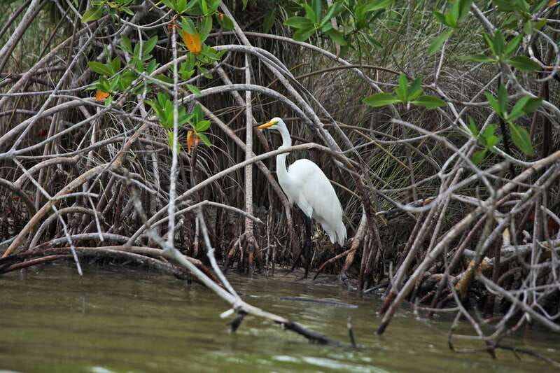 From Riviera Maya: Sian Ka'an Half Day Tour w/ Lunch - From Tulum to Sian Kaan in 40 minutes