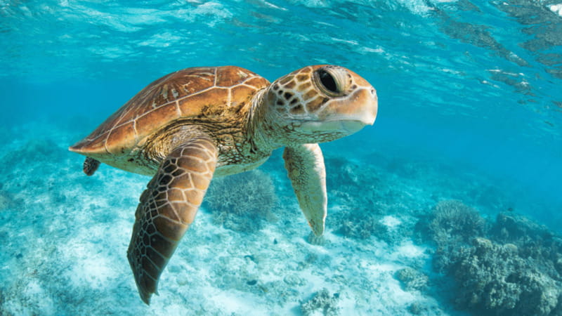 From Tulum: Tulum, Cenote and Turtle Swim Tour at Akumal - Transport, timing, and the real value