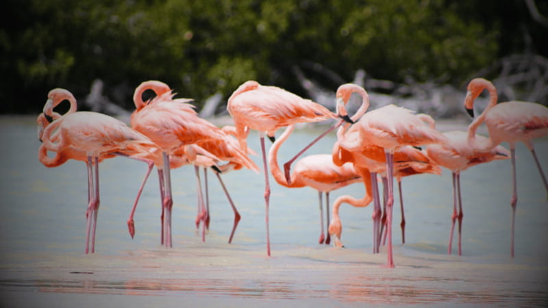 FROM VALLADOLID RIO LAGARTOS + LAS COLORADAS + CENOTE (COLECTIVO TOURISTIC) - Río Lagartos, where the wildlife earns its ticket