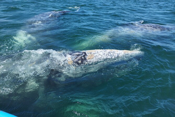 Full Day Gray Whale Watching Experience - Why this La Paz whale trip takes all day