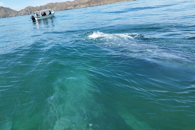 Full Day Gray Whale Watching Experience - The real value of the $191.18 price