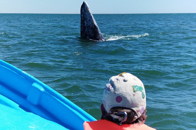 Full Day Gray Whale Watching Experience - When to go, and how to prepare
