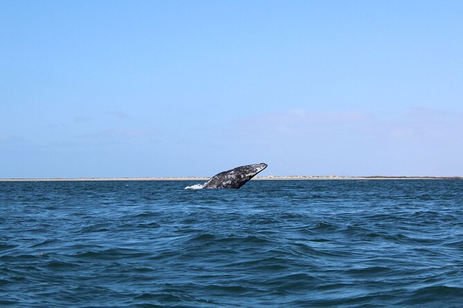 Full Day Gray Whale Watching Experience - Reaching Puerto Chale and the gray whale refuge