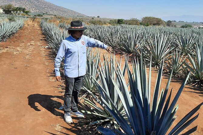 Full-Day Tequila Tour from Guadalajara - The artisanal distillery and the making of tequila