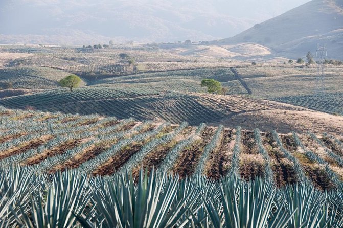 Full Day Tour to Tequila and Amatitán with Fun and Culture - Key points to know before booking