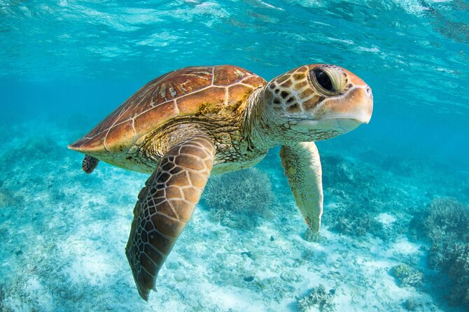 Full Day Tour to Tulum Cenote and Swim with Turtles in Akumal - Guides can shape the whole day