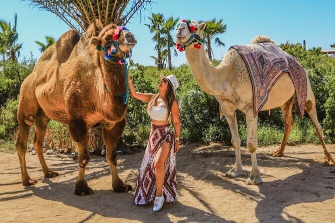 Fun Camel Ride and UTV COMBO with Tequila Tasting! - From hotel pickup to the Migriño ranch