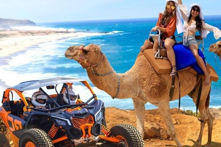 Fun Camel Ride and UTV COMBO with Tequila Tasting! - The real price of a $109 booking