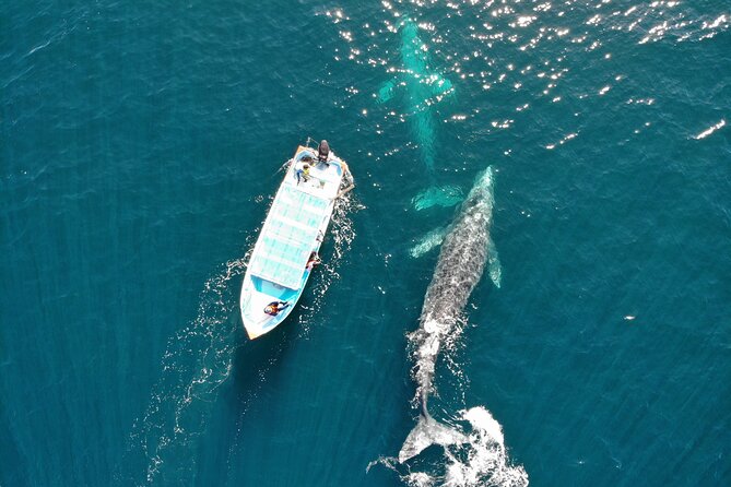 Gray Whale Watching Tour with Marine Biologist and Small Group - Why Puerto Chale makes this an all-day outing