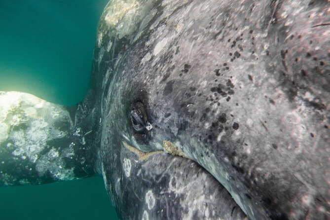 Gray Whale Watching Tour with Marine Biologist and Small Group - Valentina’s marine biology guidance