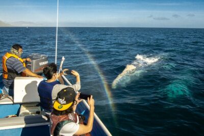 Gray Whale Watching Tour with Marine Biologist and Small Group