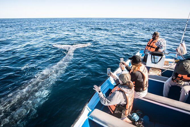 Gray Whale Watching Tour with Marine Biologist and Small Group - A small boat with a big advantage
