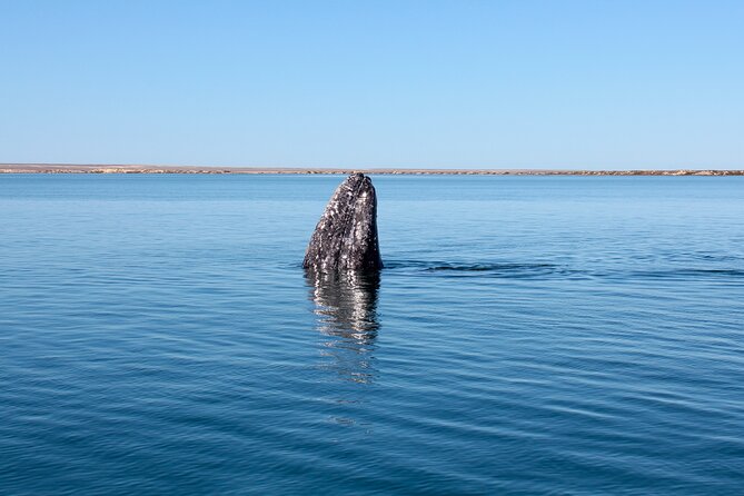 Gray Whale Watching Tour with Marine Biologist and Small Group - Lunch in Puerto Chale adds local character