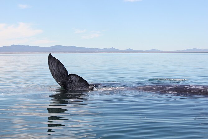Gray Whale Watching Tour with Marine Biologist and Small Group - Is $376.34 per person a fair price?