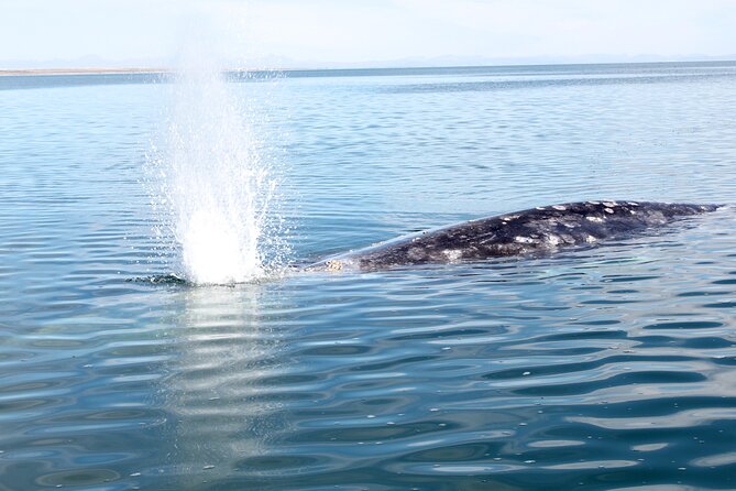 Gray Whale Watching Tour with Marine Biologist and Small Group - What to wear and pack for the boat