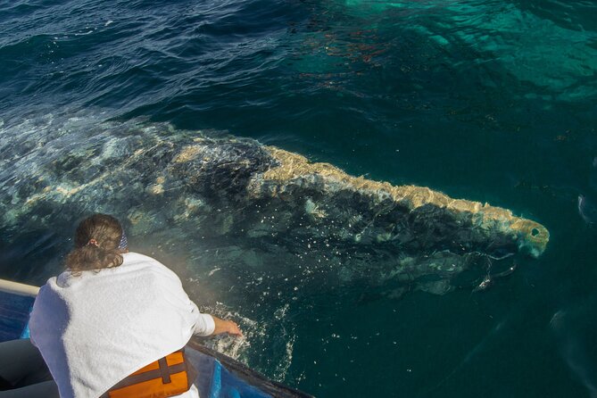 Gray Whale Watching Tour with Marine Biologist and Small Group - Who will enjoy this gray whale tour most?