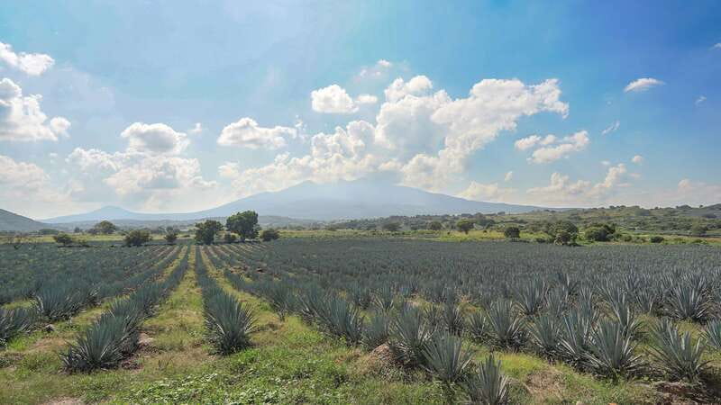 Guadalajara: Premium Tequila Tour with Tastings and Pairings - Why this Guadalajara day trip works