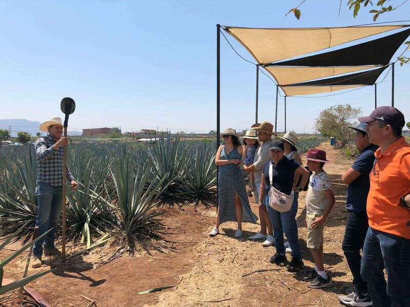 Guadalajara: Premium Tequila Tour with Tastings and Pairings - What the $58 price really covers