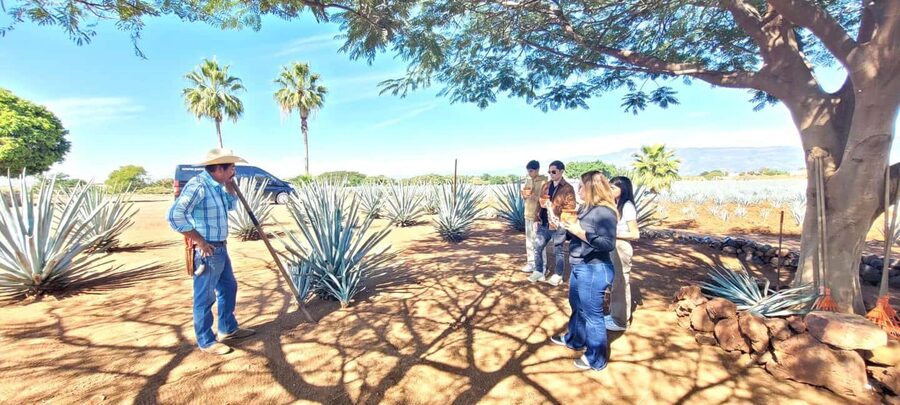 Guadalajara: Tequila Day Trip with Jose Cuervo Option - Should you book this Guadalajara tequila tour?