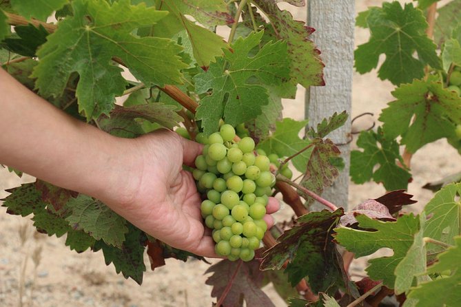 Guadalupe Valley Wine Route Tour in Baja California - The value of a personal guide