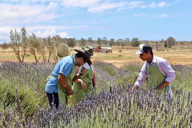 Guided Lavender Experience: Cultivation, Uses and Tasting - Key things to know before visiting