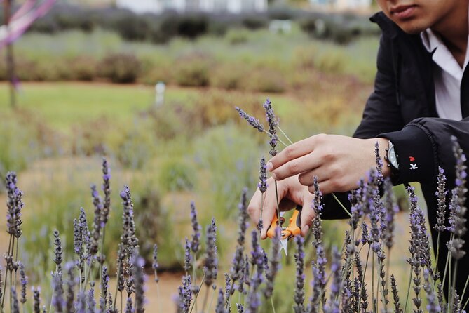Guided Lavender Experience: Cultivation, Uses and Tasting - Lavender dessert and drink at the farm