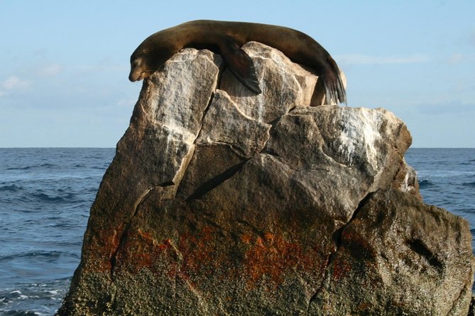 Guided Tour Los Cabos: Boat | Tacos & Tequila | Photos & Transfer - Who Will Like This Tour Most