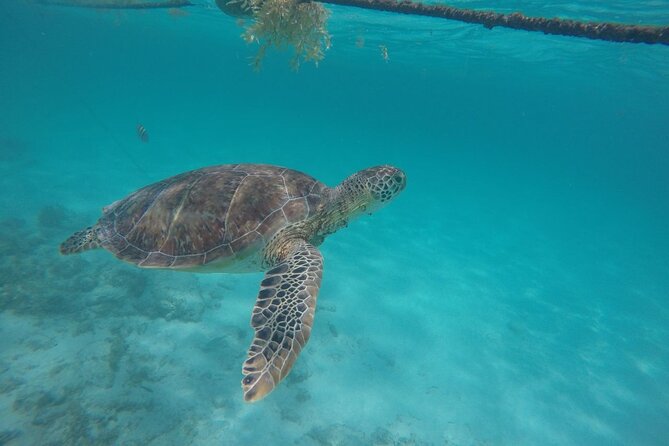 Half Day Akumal Beach Swim and Snorkel with Turtles Experience - The turtle encounter at Akumal Beach