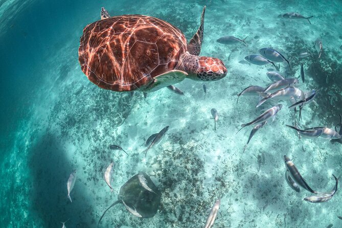 Half Day Akumal Beach Swim and Snorkel with Turtles Experience - What happens before and after the swim