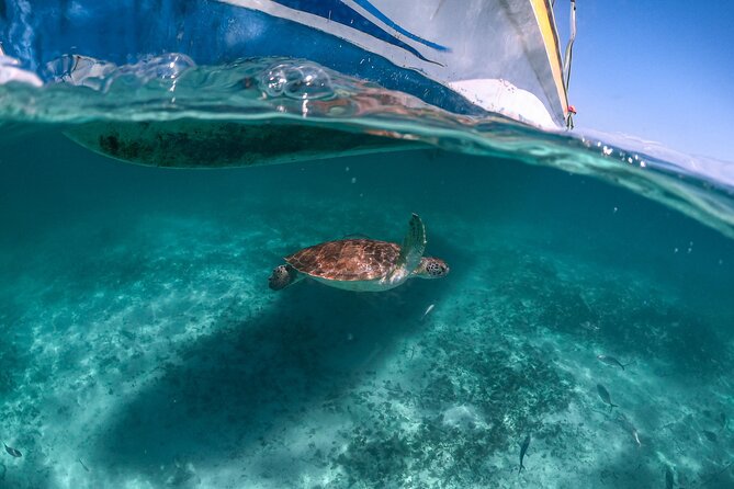 Half Day Akumal Beach Swim and Snorkel with Turtles Experience - Is $89.61 a fair price?