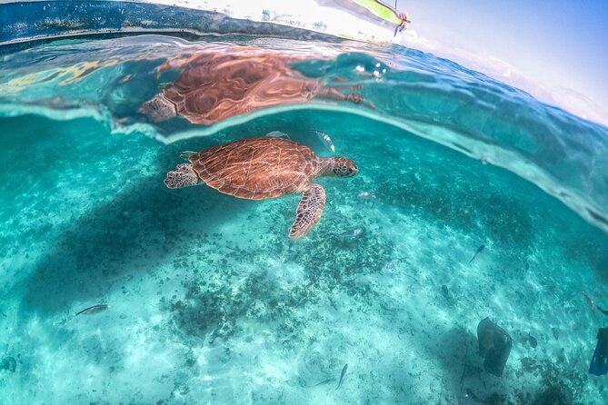 Half Day Akumal Beach Swim and Snorkel with Turtles Experience - Who will enjoy this Akumal tour?