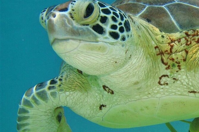 Half Day Akumal Beach Swim and Snorkel with Turtles Experience - Following the rules in the water