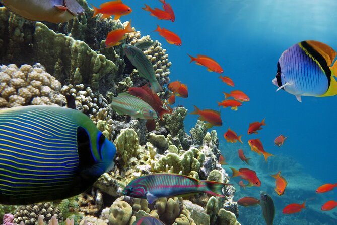 Half-Day Puerto Morelos Snorkeling Experience with Lunch - Hotel pickup and the meeting point