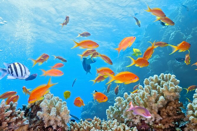 Half-Day Puerto Morelos Snorkeling Experience with Lunch - Who should book this Puerto Morelos excursion?