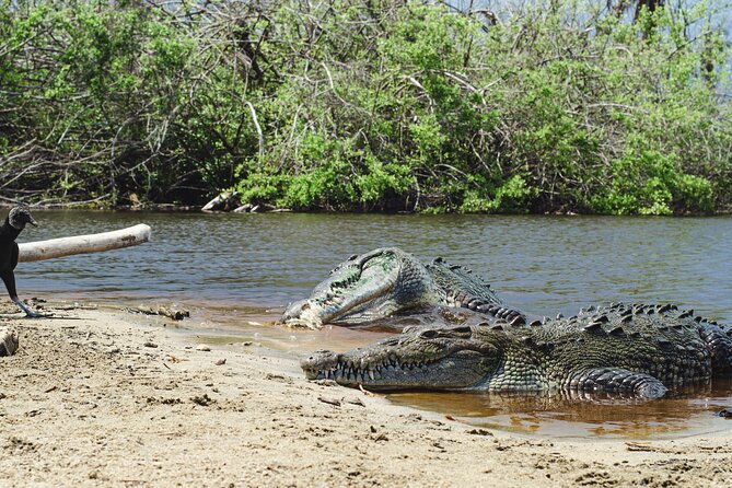Half-Day Tour to Ventanilla, Mazunte, Zipolite and Puerto Angel - Why this Huatulco day trip covers so much ground
