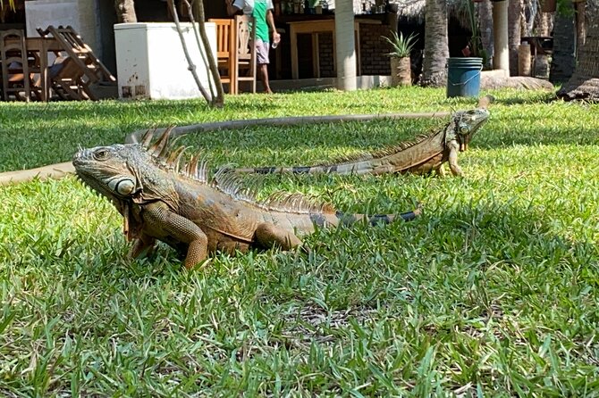 Half-Day Tour to Ventanilla, Mazunte, Zipolite and Puerto Angel - The guides can make or break the day