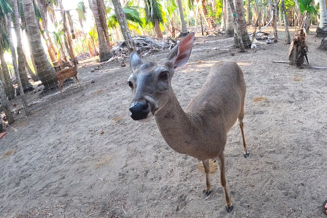 Half-Day Tour to Ventanilla, Mazunte, Zipolite and Puerto Angel - Who should book this tour?