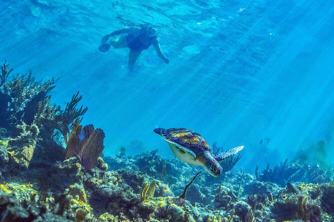 Hidden Cenote Swim: Snorkeling, Sea Turtles and Beachside Lunch - Is $169 a fair price?