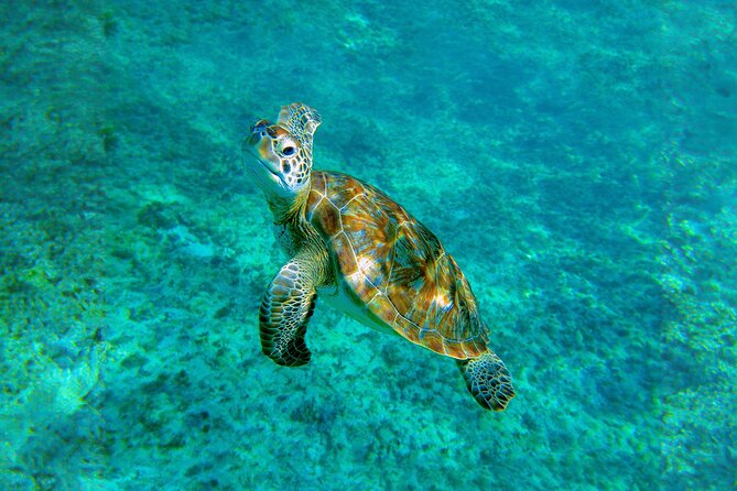 Hidden Cenote Swim: Snorkeling, Sea Turtles and Beachside Lunch - What to pack for this exact outing