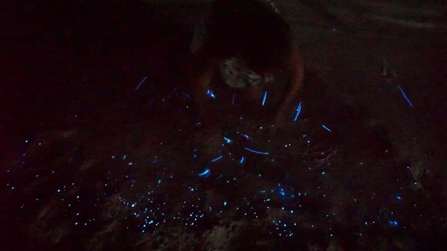 Holbox: Bioluminescence by Kayak and Stargazing. - Swimming with plankton in the dark