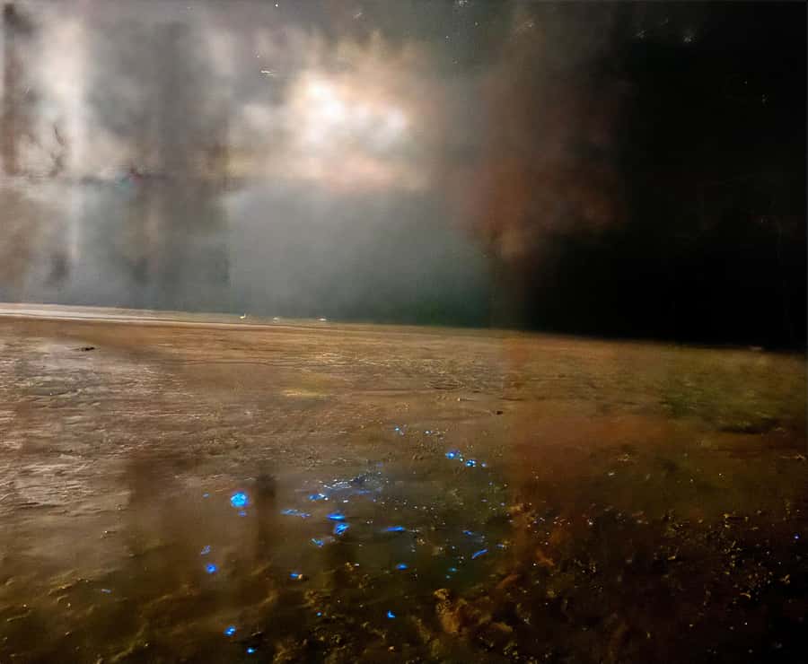 Holbox: Bioluminescence by Kayak and Stargazing. - Stargazing without the town’s bright lights