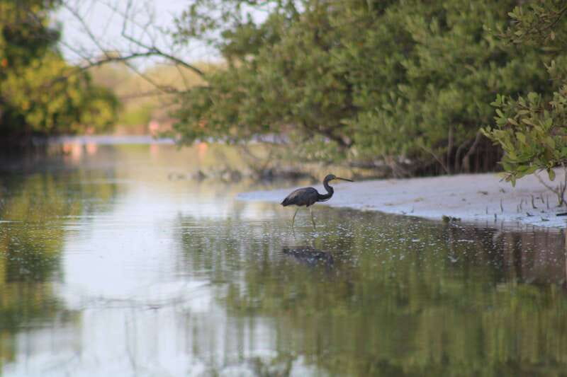 Holbox: Guided Sunrise/Sunset Kayak Tour by Mangrove Reserve - Quiet travel through the mangroves