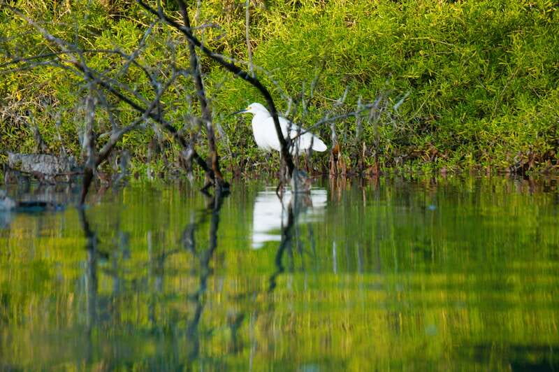 Holbox: Sunrise & Mangrove Kayak Tour - Who should book this kayak tour?