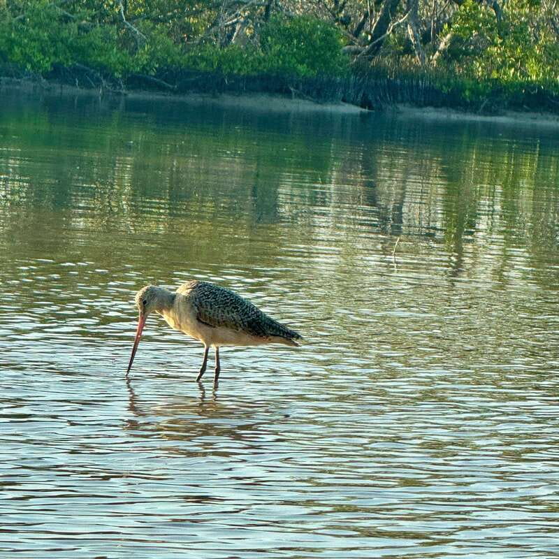 Holbox: Sunrise & Mangrove Kayak Tour - Birds, flamingos, and crocodiles