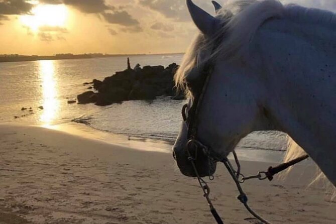 Horseback Riding in Sayulita Through Jungle Trails to the Beach - Horse care and rider confidence