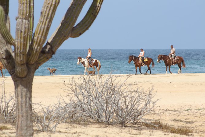 Horseback Riding Tour in Cabo San Lucas - From your hotel to a Baja ranch