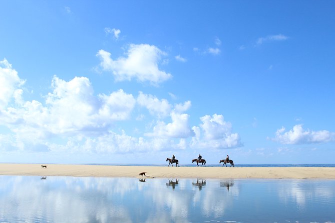 Horseback Riding Tour in Cabo San Lucas - The desert trail and towering cacti