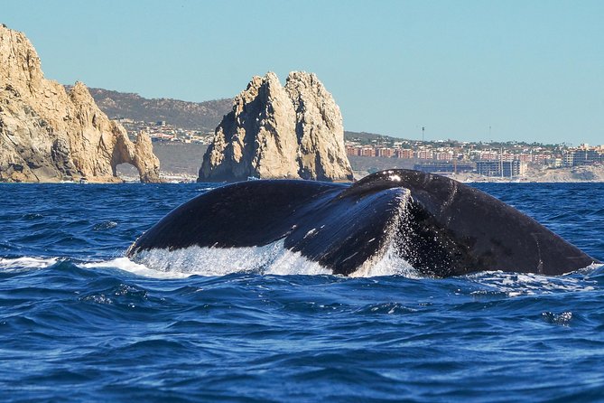 Humpback Whales in Cabo San Lucas - Why Cabo is such a strong place for whale watching