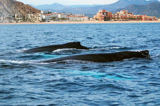Humpback Whales in Cabo San Lucas - What the marine biologist adds